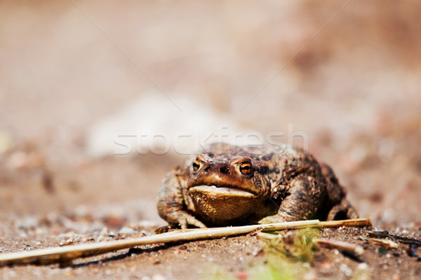 Rural frog on the ground Stock photo © photocreo