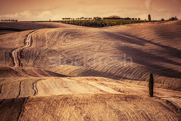 Stock photo: Tuscany fields autumn landscape, Italy. Harvest season