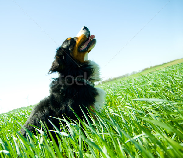 A cute, healthy dog on the field Stock photo © photocreo