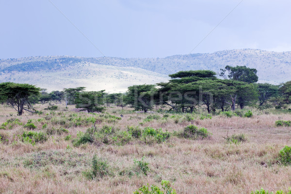 Savanna landscape in Africa, Serengeti, Tanzania Stock photo © photocreo