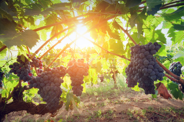 Ripe wine grapes on vines in Tuscany, Italy.  Stock photo © photocreo