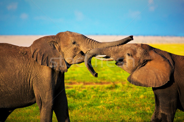 Elephants playing on savanna. Safari in Amboseli, Kenya, Africa Stock photo © photocreo