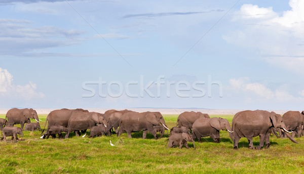 Elephants herd on savanna. Safari in Amboseli, Kenya, Africa Stock photo © photocreo