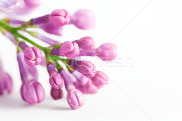 Young spring lilac flowers blooming. On white Stock photo © photocreo
