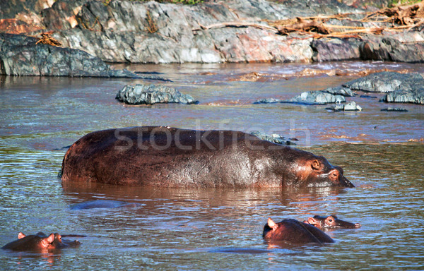 гиппопотам бегемот реке Серенгети Танзания Африка Сток-фото © photocreo