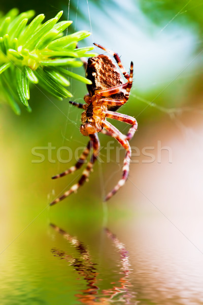 Foto stock: Europeo · jardín · arana · cruz · especies · primer · plano