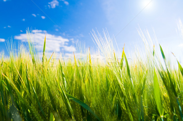 Pole pszenicy rolnictwa słoneczny krajobraz chmury charakter Zdjęcia stock © photocreo