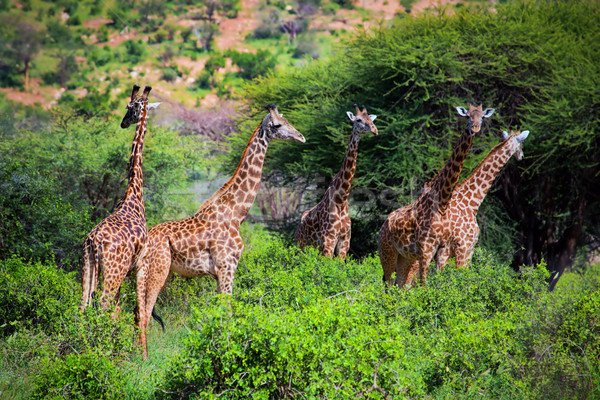 Giraffes on savanna. Safari in Tsavo West, Kenya, Africa Stock photo © photocreo