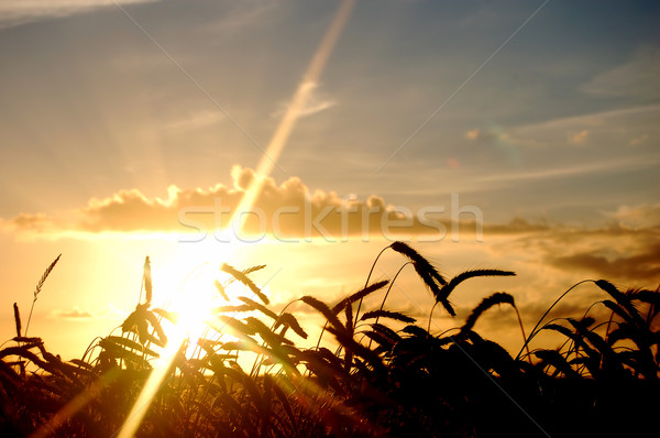 日落 場 風景 麥田 春天 夏天 商業照片 © photocreo