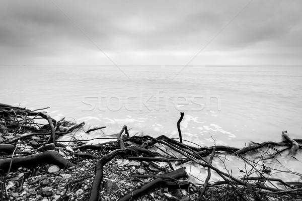Broken tree branches on the beach after storm. Sea black and white Stock photo © photocreo