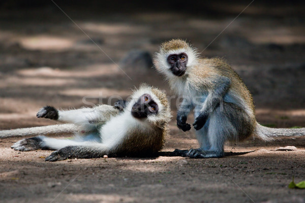 The vervet monkeys, Tsavo West, Kenya, Africa. Stock photo © photocreo