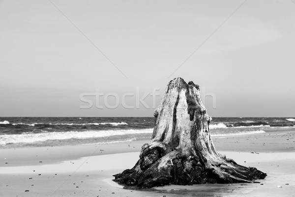 3000 years old tree trunks on the beach after storm. Slowinski National Park, Baltic sea, Poland Stock photo © photocreo