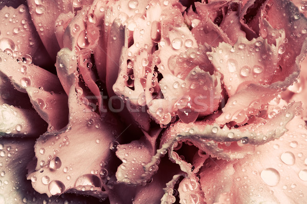 Pink wet carnation flower close-up. Greeting card or background Stock photo © photocreo