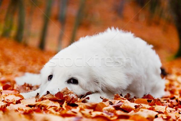 Cute white puppy dog lying in leaves in autumn, fall forest. Stock photo © photocreo