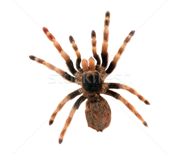 Big spider isolated Stock photo © photocreo