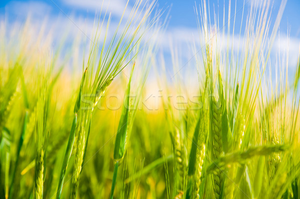 Campo di grano agricoltura sereno panorama nubi natura Foto d'archivio © photocreo