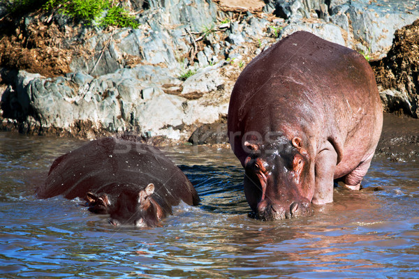 Hipopótamo hipopótamo rio serengeti Tanzânia África Foto stock © photocreo
