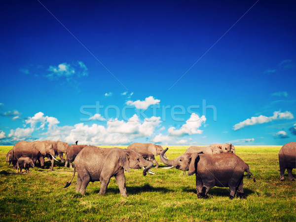 Elephants playing on savanna. Safari in Amboseli, Kenya, Africa Stock photo © photocreo