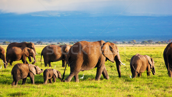 Elephants family on savanna. Safari in Amboseli, Kenya, Africa Stock photo © photocreo