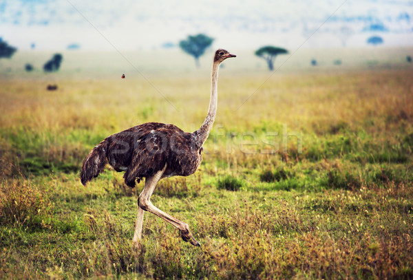 Avestruz savana safári Tanzânia África serengeti Foto stock © photocreo
