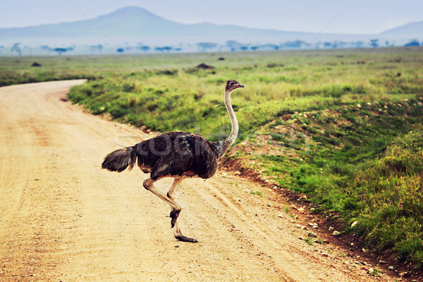 Сток-фото: страус · саванна · Safari · Танзания · Африка · Серенгети