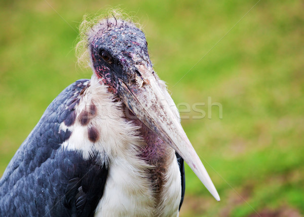 The Marabou Stork in Tanzania, Africa Stock photo © photocreo