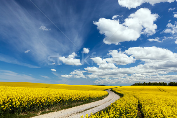 Country way on spring field of yellow flowers, rape. Blue sunny sky Stock photo © photocreo