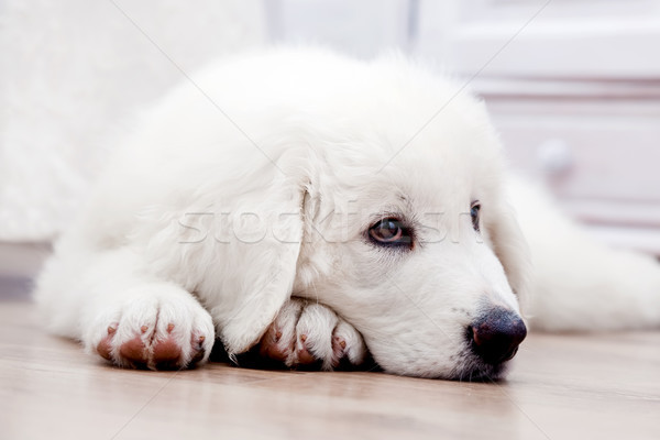 Cute white puppy dog lying on wooden floor. Polish Tatra Sheepdog Stock photo © photocreo
