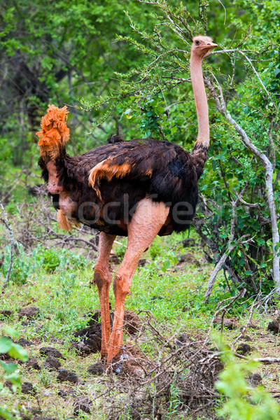 Ostrich in bush, Tsavo West, Kenya Stock photo © photocreo