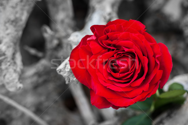 Red rose on the beach. Color against black and white. Love, romance, melancholy concepts. Stock photo © photocreo