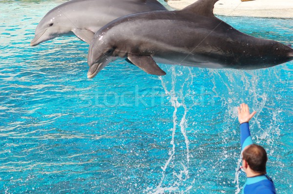 Dolphins show Stock photo © photocreo