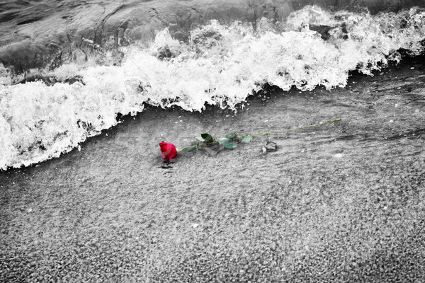 Stock photo: Waves washing away a red rose from the beach. Color against black and white. Love