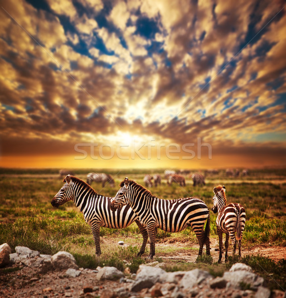Zebras rebanho africano savana pôr do sol África Foto stock © photocreo