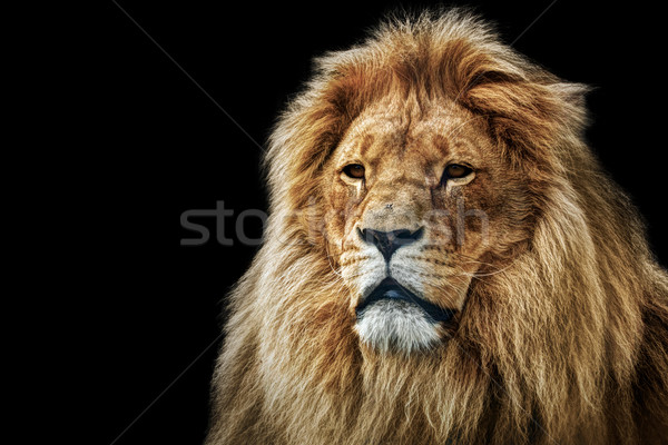 Lion portrait with rich mane on black Stock photo © photocreo