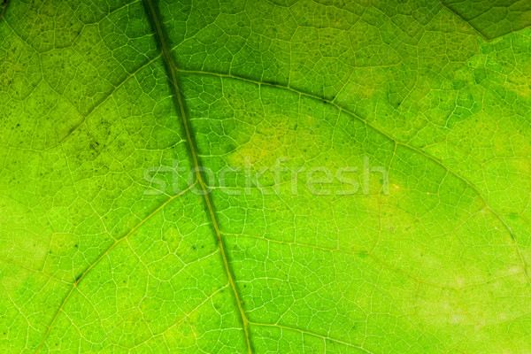 Groen blad natuurlijke structuur aderen hoog Stockfoto © photocreo