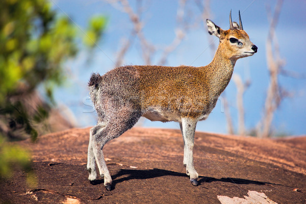 Klipspringer on rock. Serengeti, Tanzania, Africa Stock photo © photocreo