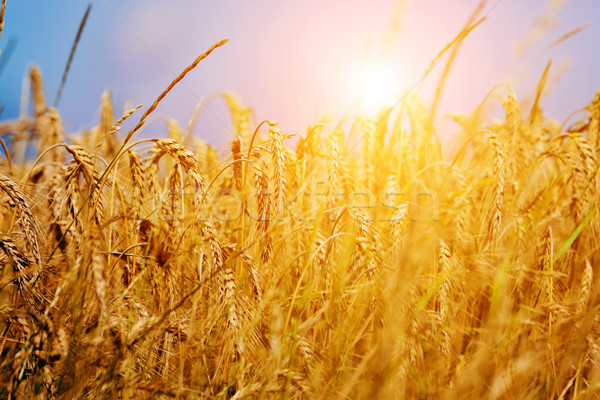 Napos búzamező közelkép mezőgazdaság arany naplemente Stock fotó © photocreo