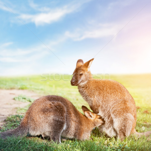 Kangaroo feeding, suckling. Australia. Stock photo © photocreo