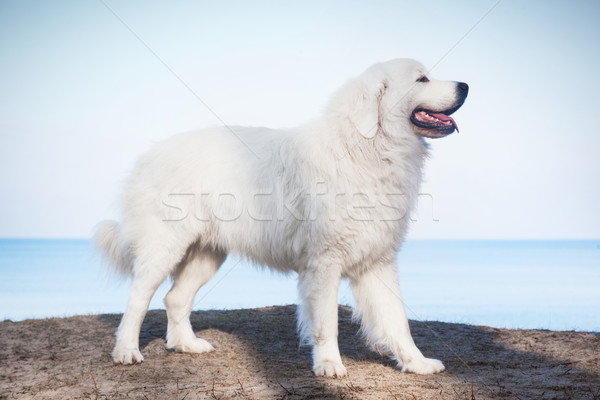 Schäferhund Vorbild Rasse Hund Körper Winter Stock foto © photocreo
