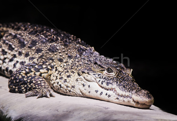 Stock fotó: Krokodil · portré · fekete · bőr · fej · fog
