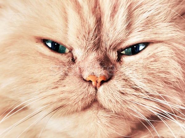 Foto stock: Gato · cara · retrato · cute · mirando