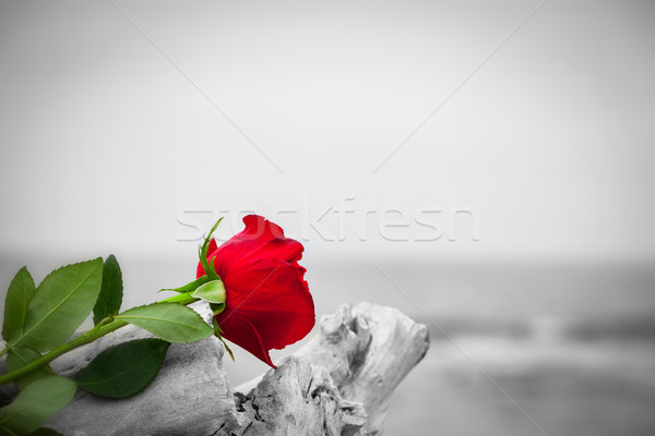 Red rose on the beach. Color against black and white. Love, romance, melancholy concepts. Stock photo © photocreo