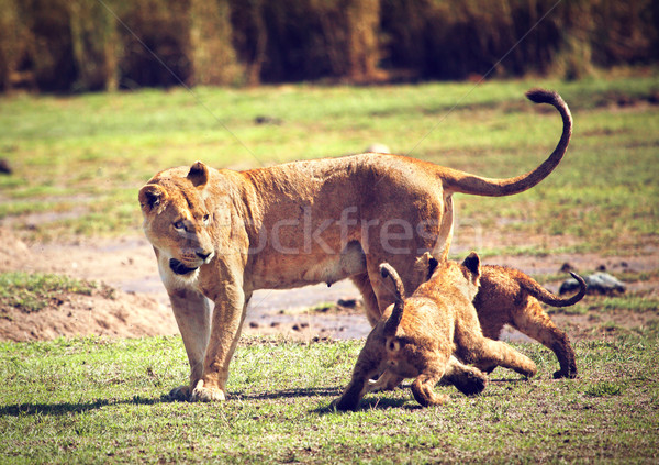 Stock photo: Small lion cubs with mother. Tanzania, Africa