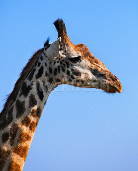 Stock photo: Giraffe portrait close-up. Safari in Serengeti, Tanzania, Africa