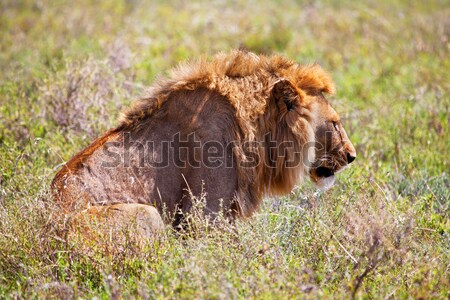 Masculin leu savana safari serengeti Imagine de stoc © photocreo