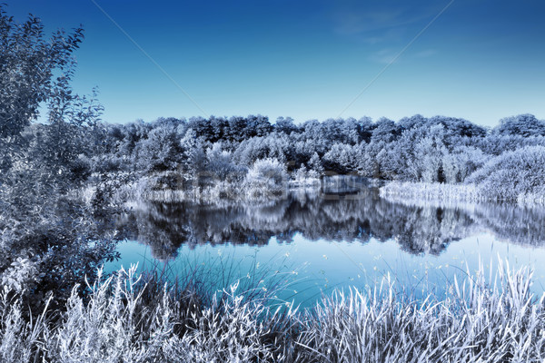 Stockfoto: Meer · bos · infrarood · effect · koud · winter