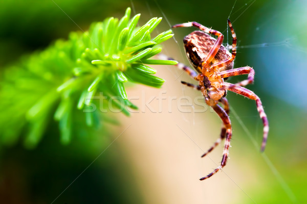 European garden spider called cross spider. Araneus diadematus species Stock photo © photocreo