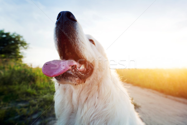 Funny dog on the field. Polish Tatra Sheepdog, young adult. Podhalan Stock photo © photocreo