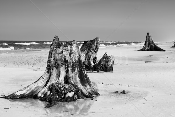 Ans vieux arbre plage tempête [[stock_photo]] © photocreo