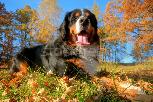A happy Bernese mountain dog outdoors Stock photo © photocreo
